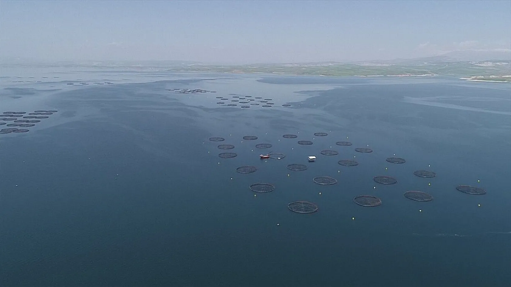 Elazığ, havyar ve Mersin balığında üretim üssü olmaya aday