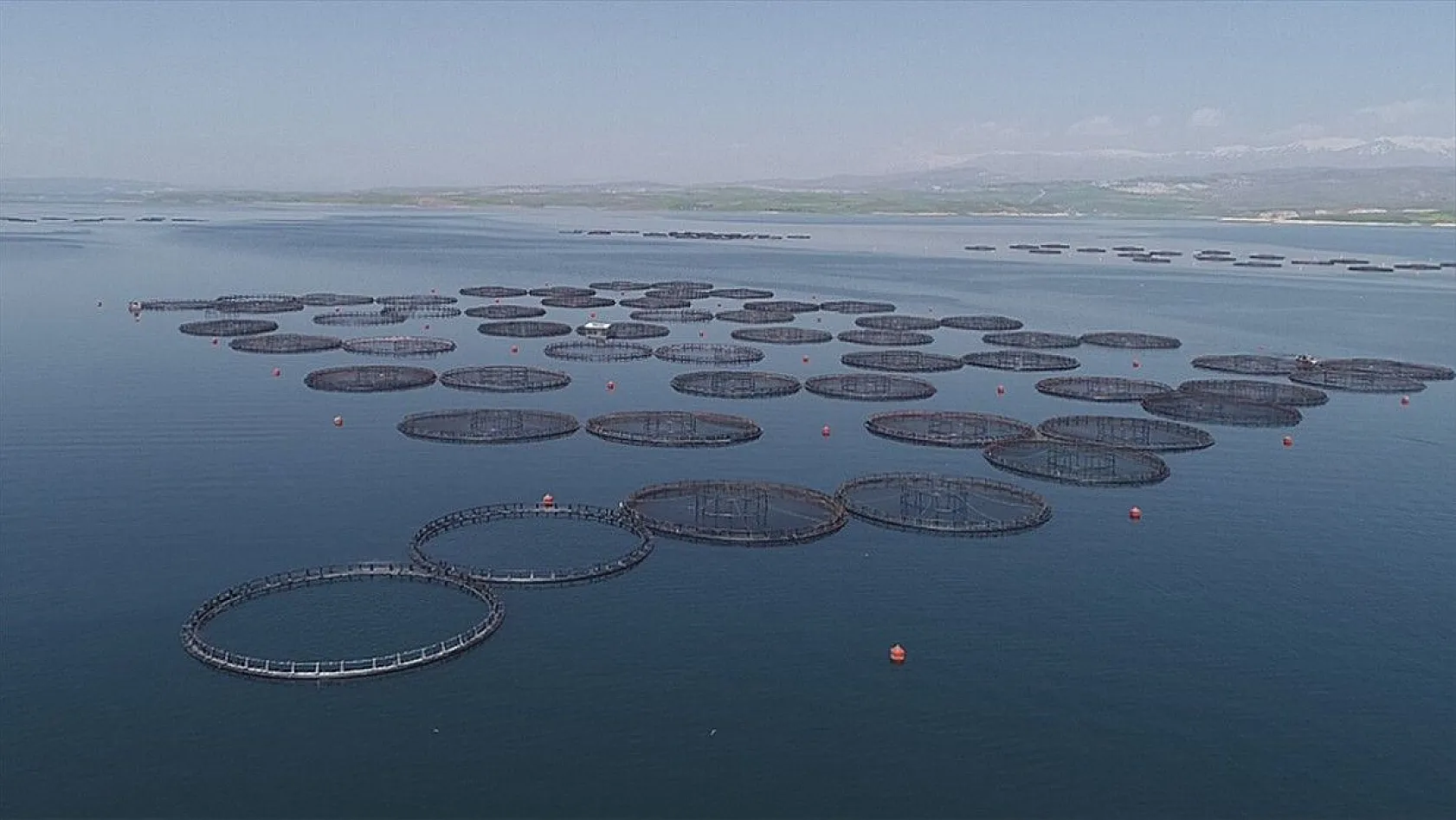 Elazığ, havyar ve Mersin balığında üretim üssü olmaya aday