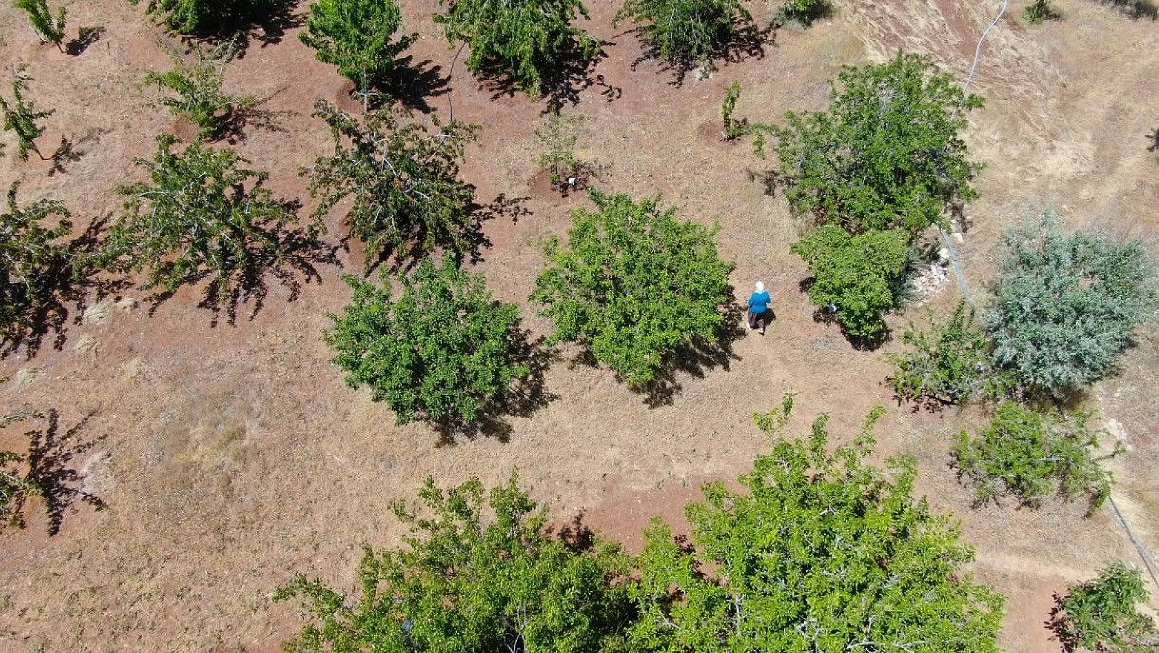 Harput'ta erken kiraz hasadı başladı