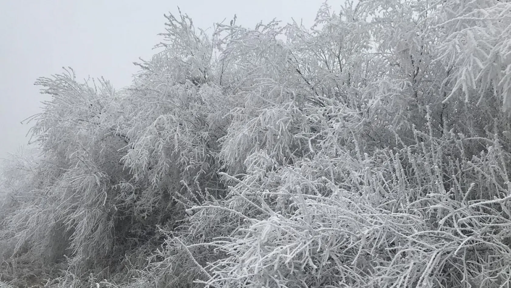Kırağı ağaçları beyaza bürüdü