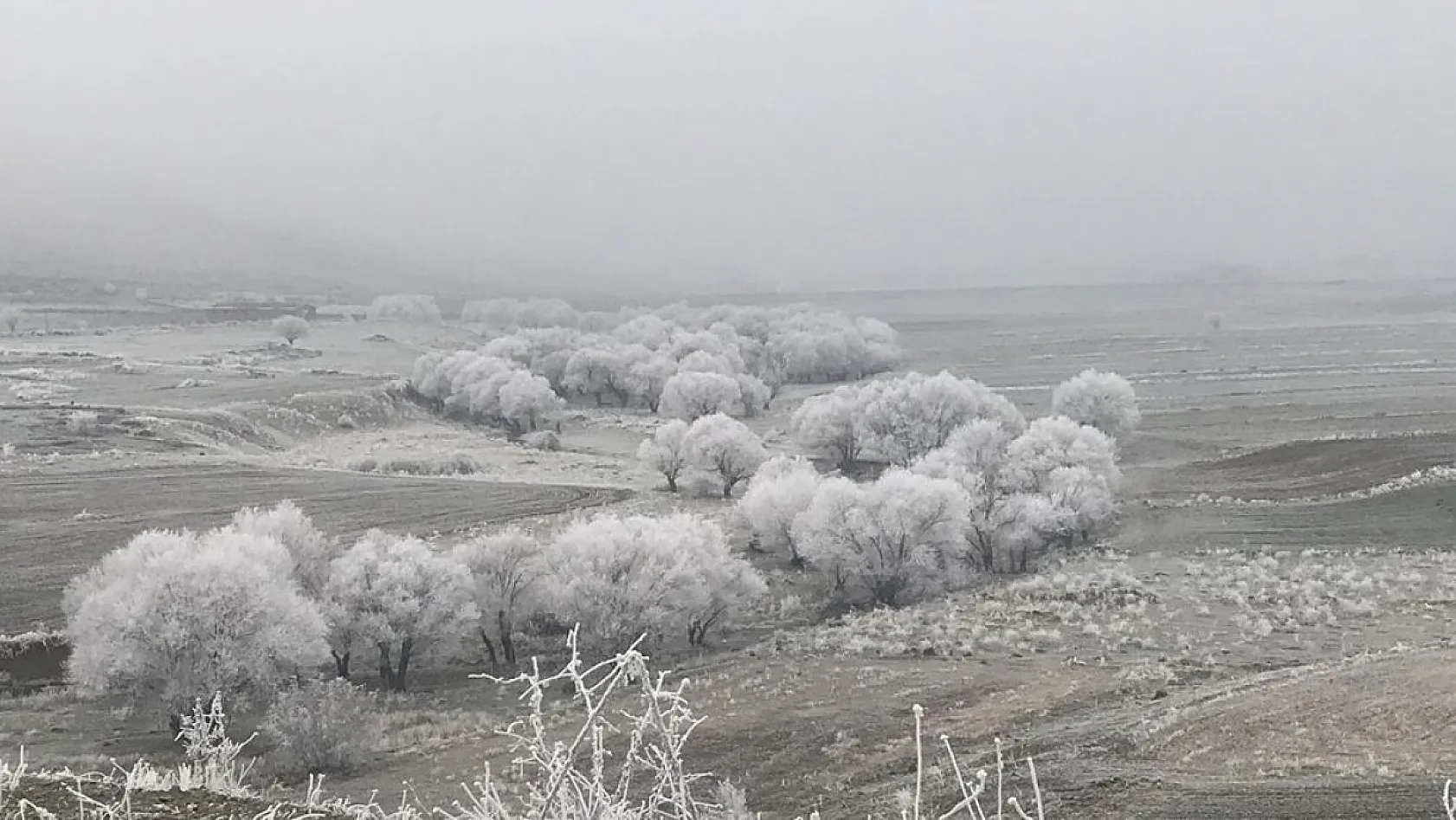 Kırağı ağaçları beyaza bürüdü