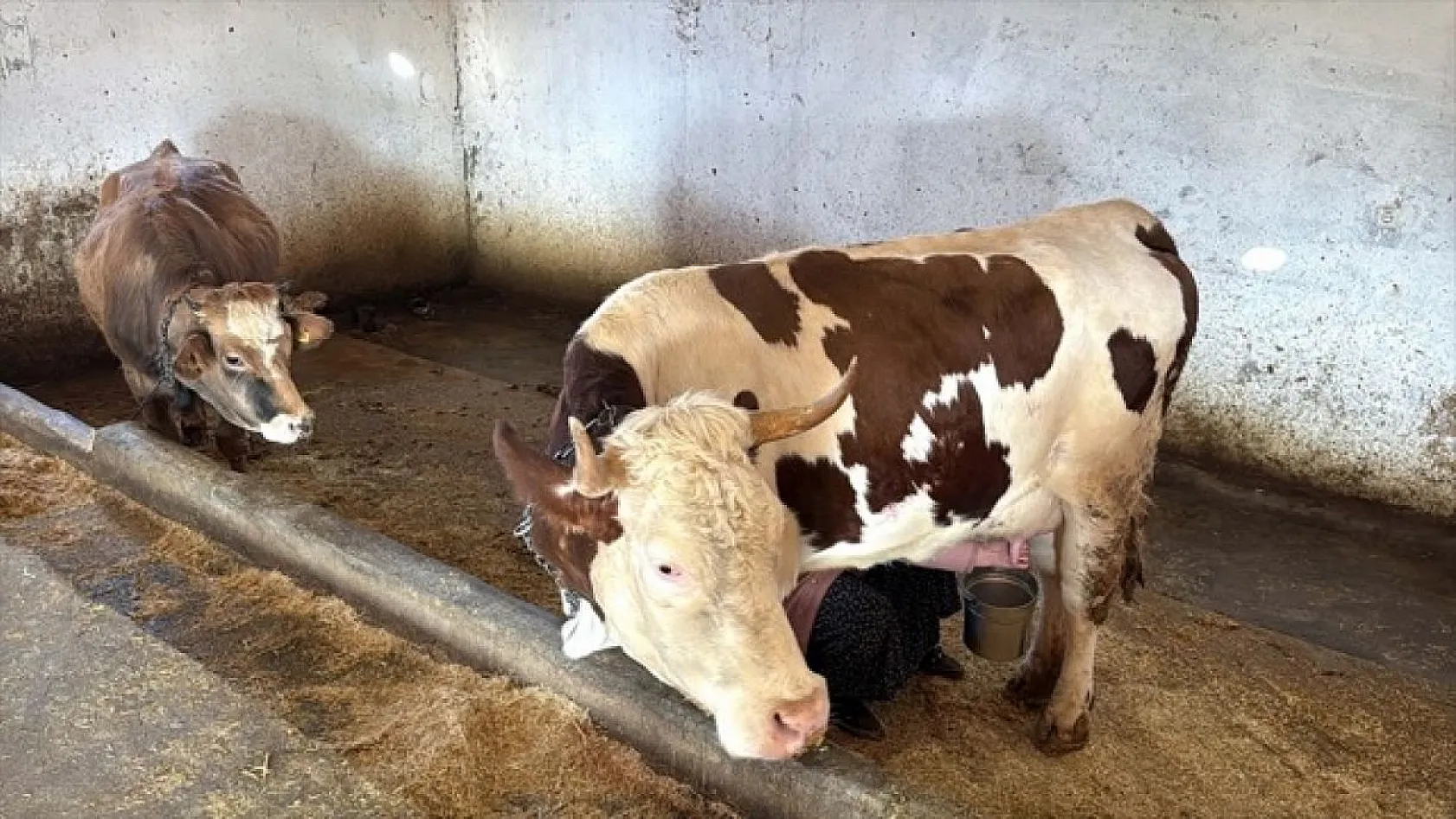 Devlet desteğiyle eski hükümlü besiciliğe döndü