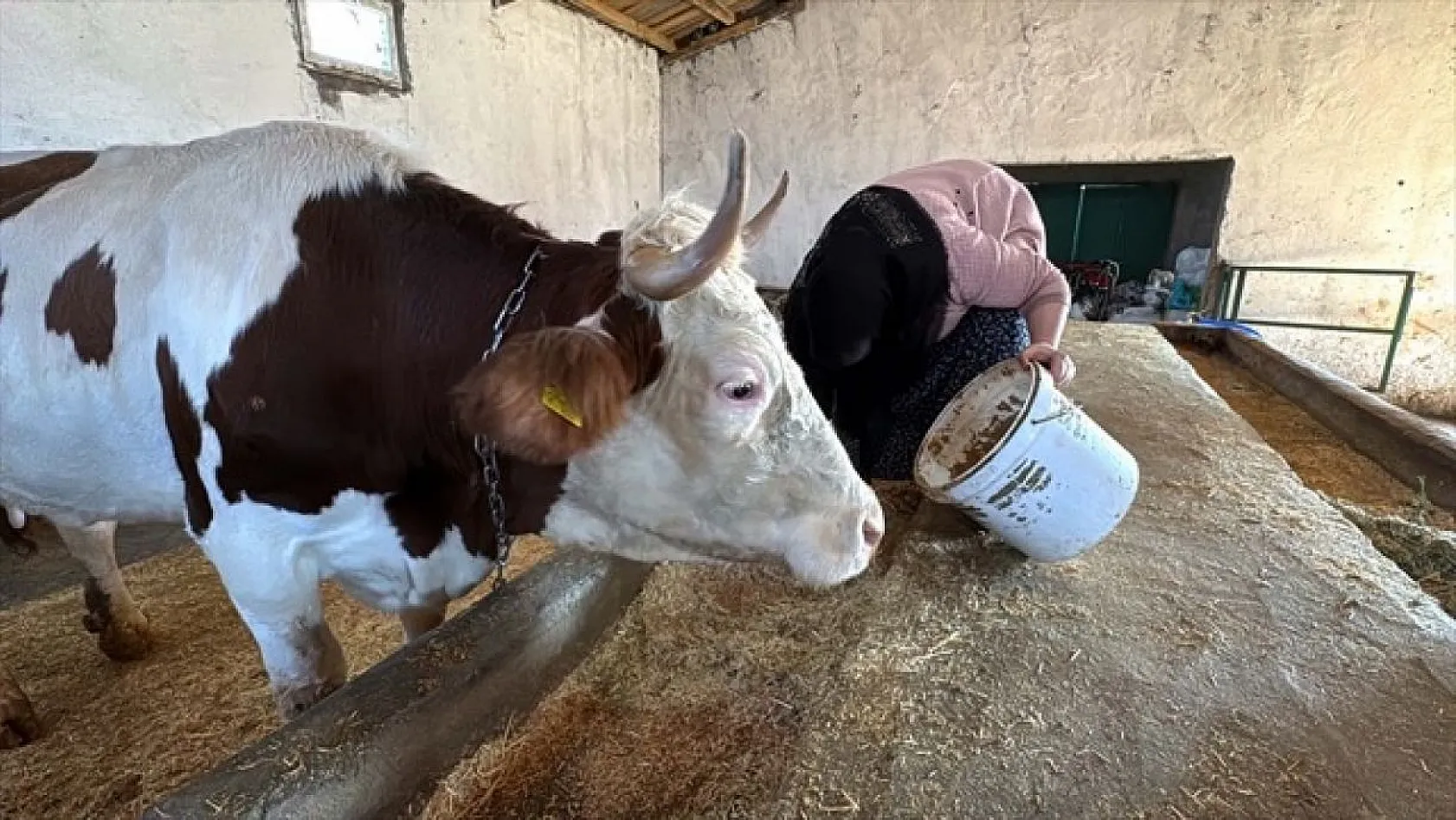 Devlet desteğiyle eski hükümlü besiciliğe döndü