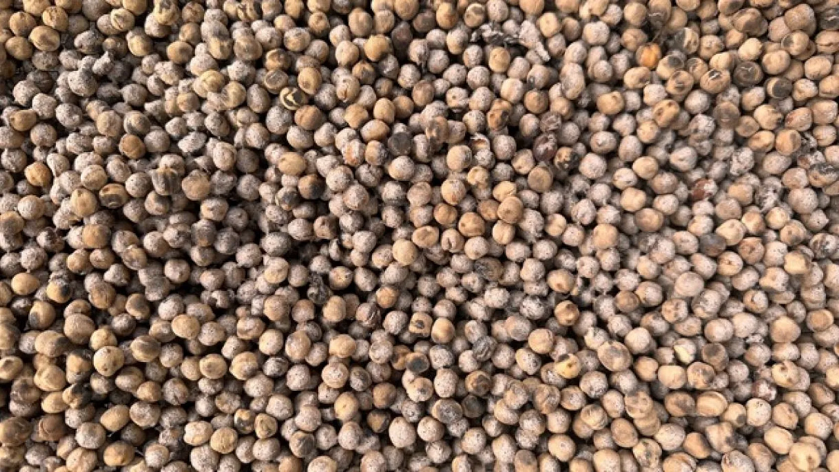 Tescilli 'Ağın Leblebisi'nin yapımına başlandı