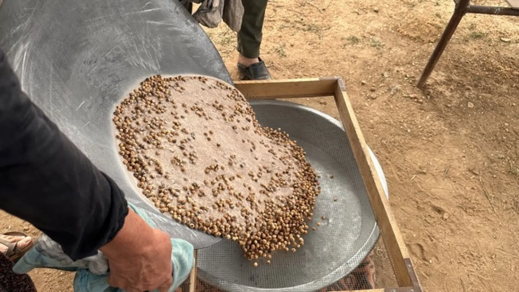 Tescilli 'Ağın Leblebisi'nin yapımına başlandı