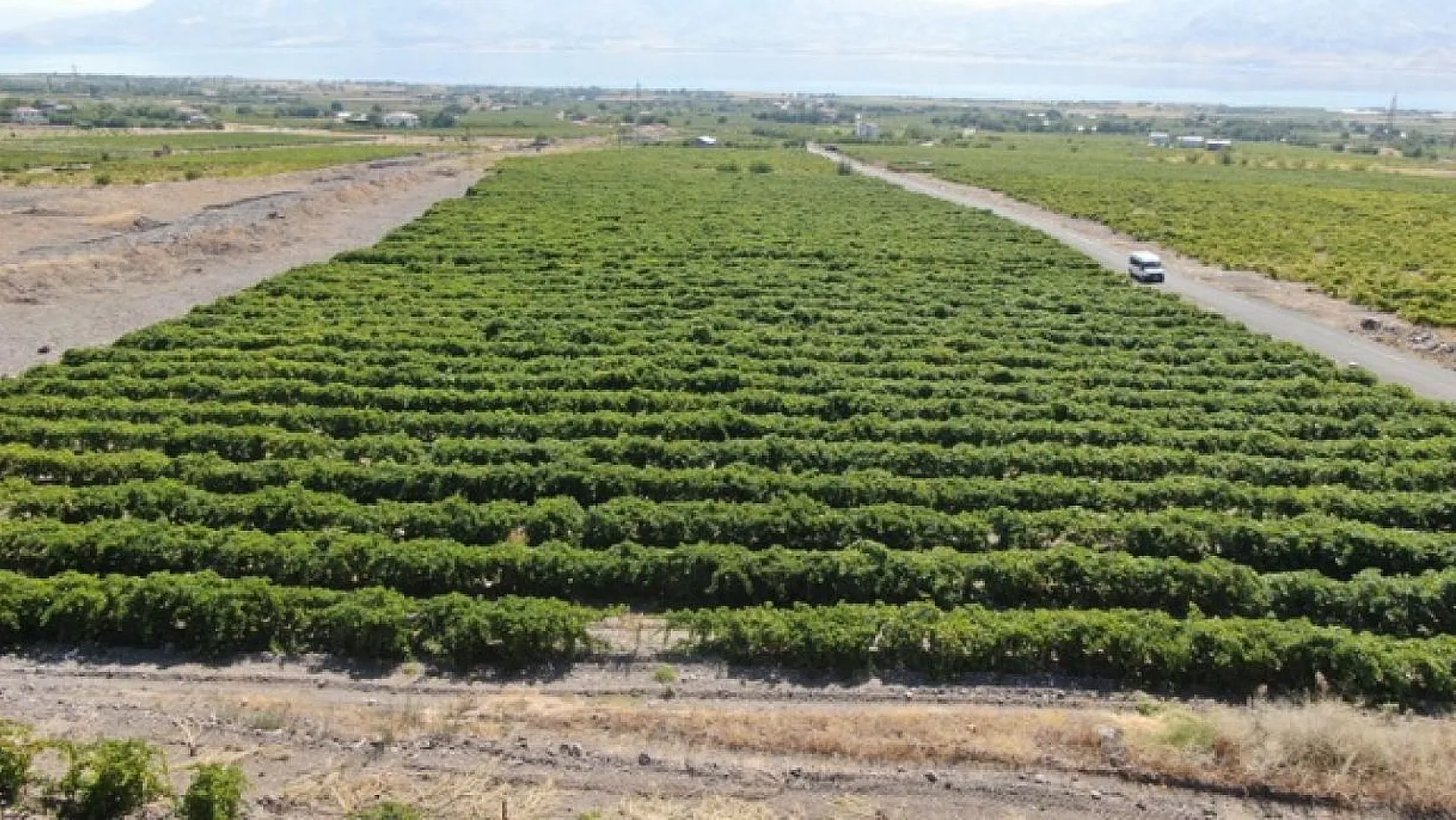 Elazığ'da üzüm hasadı başladı
