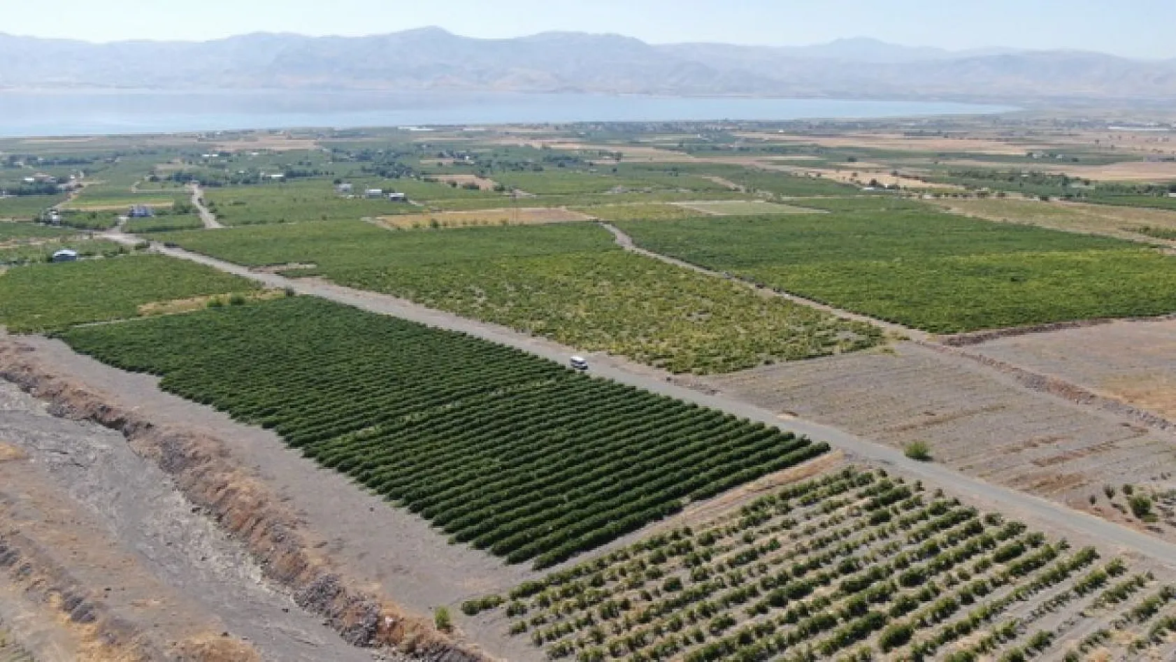 Elazığ'da üzüm hasadı başladı