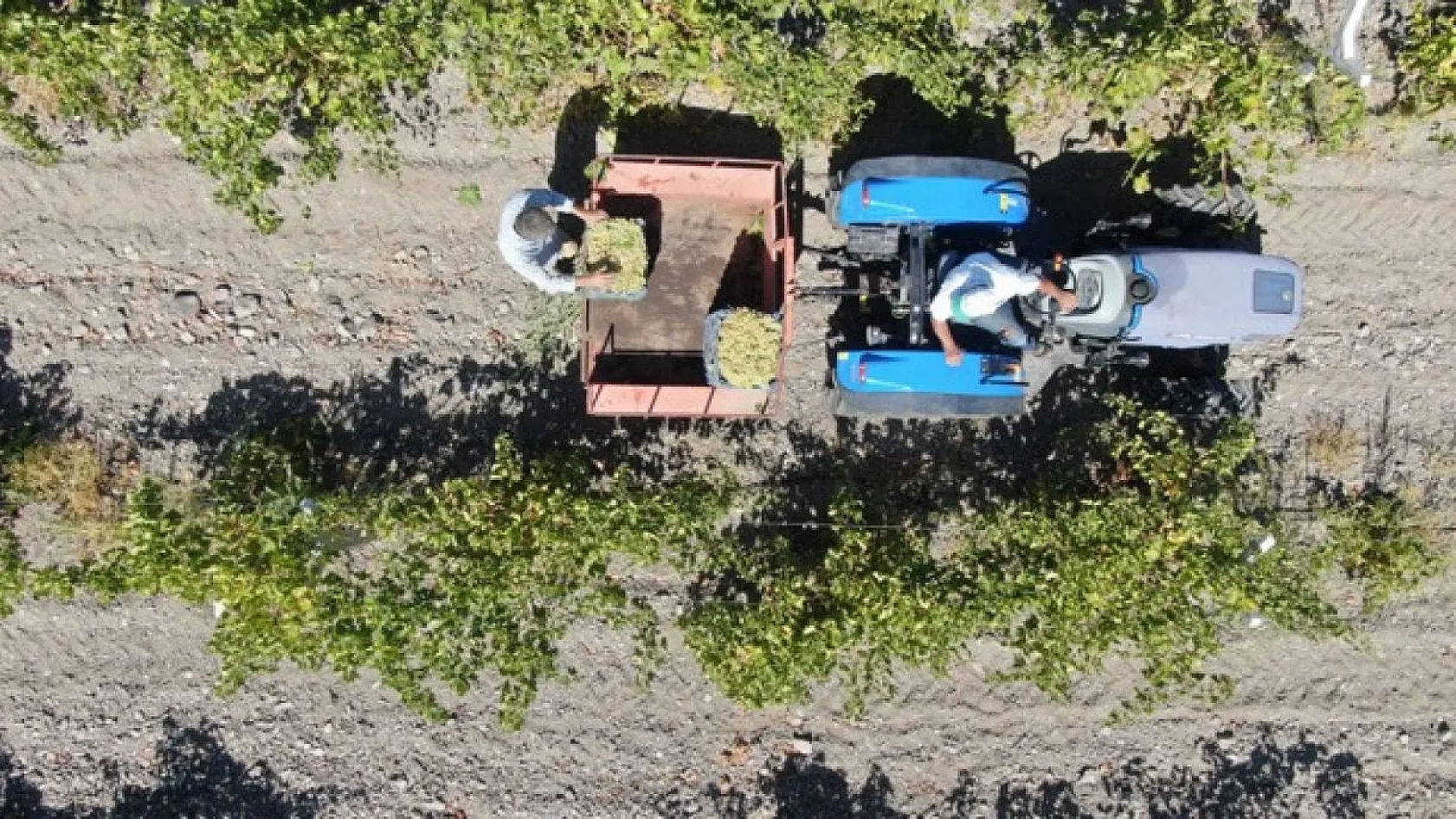 Elazığ'da üzüm hasadı başladı