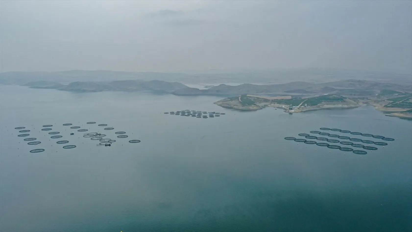 Keban Barajı'nda dev mersin balığı üretimi