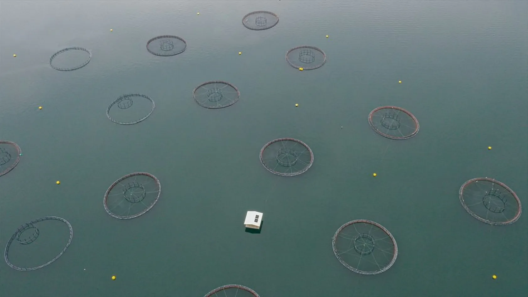 Keban Barajı'nda dev mersin balığı üretimi