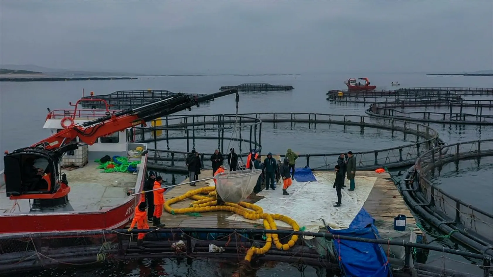 Keban Barajı'nda dev mersin balığı üretimi