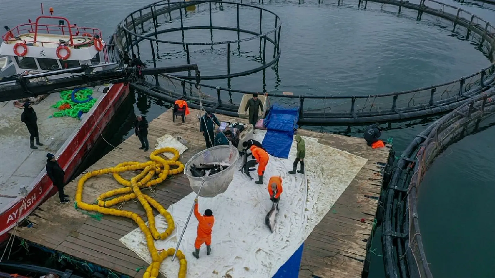 Keban Barajı'nda dev mersin balığı üretimi