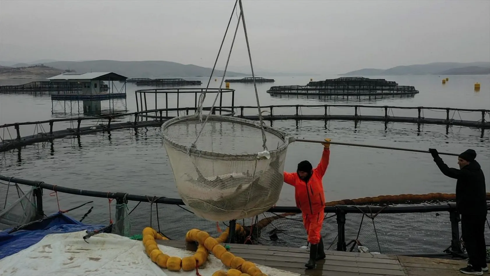 Keban Barajı'nda dev mersin balığı üretimi