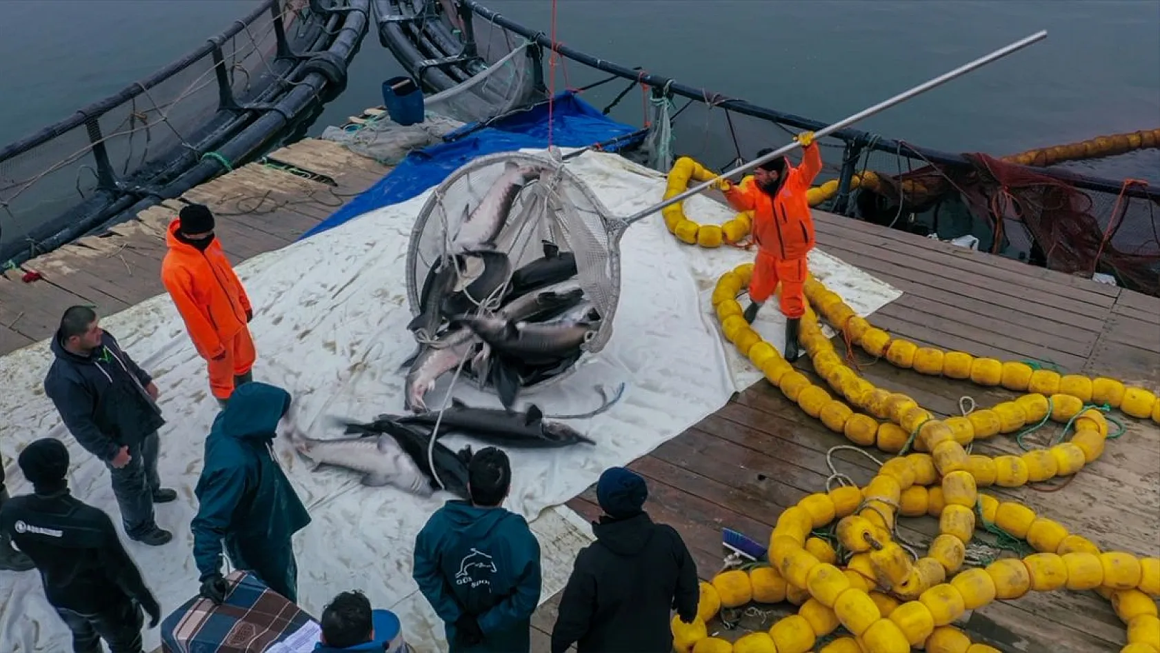 Keban Barajı'nda dev mersin balığı üretimi