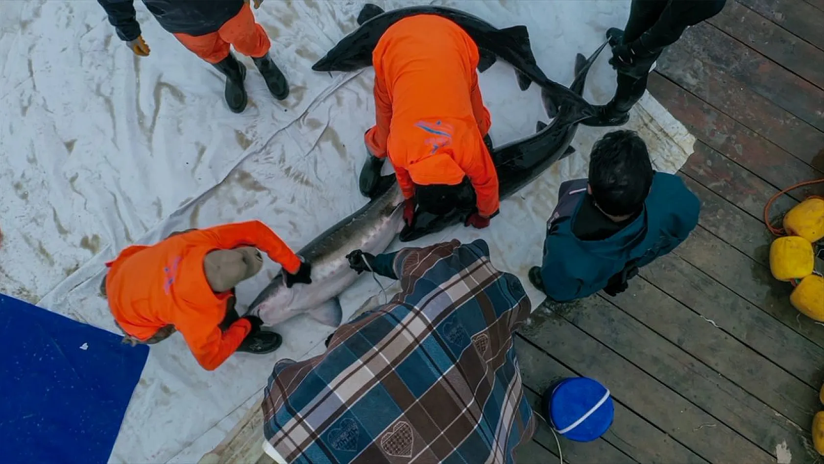 Keban Barajı'nda dev mersin balığı üretimi