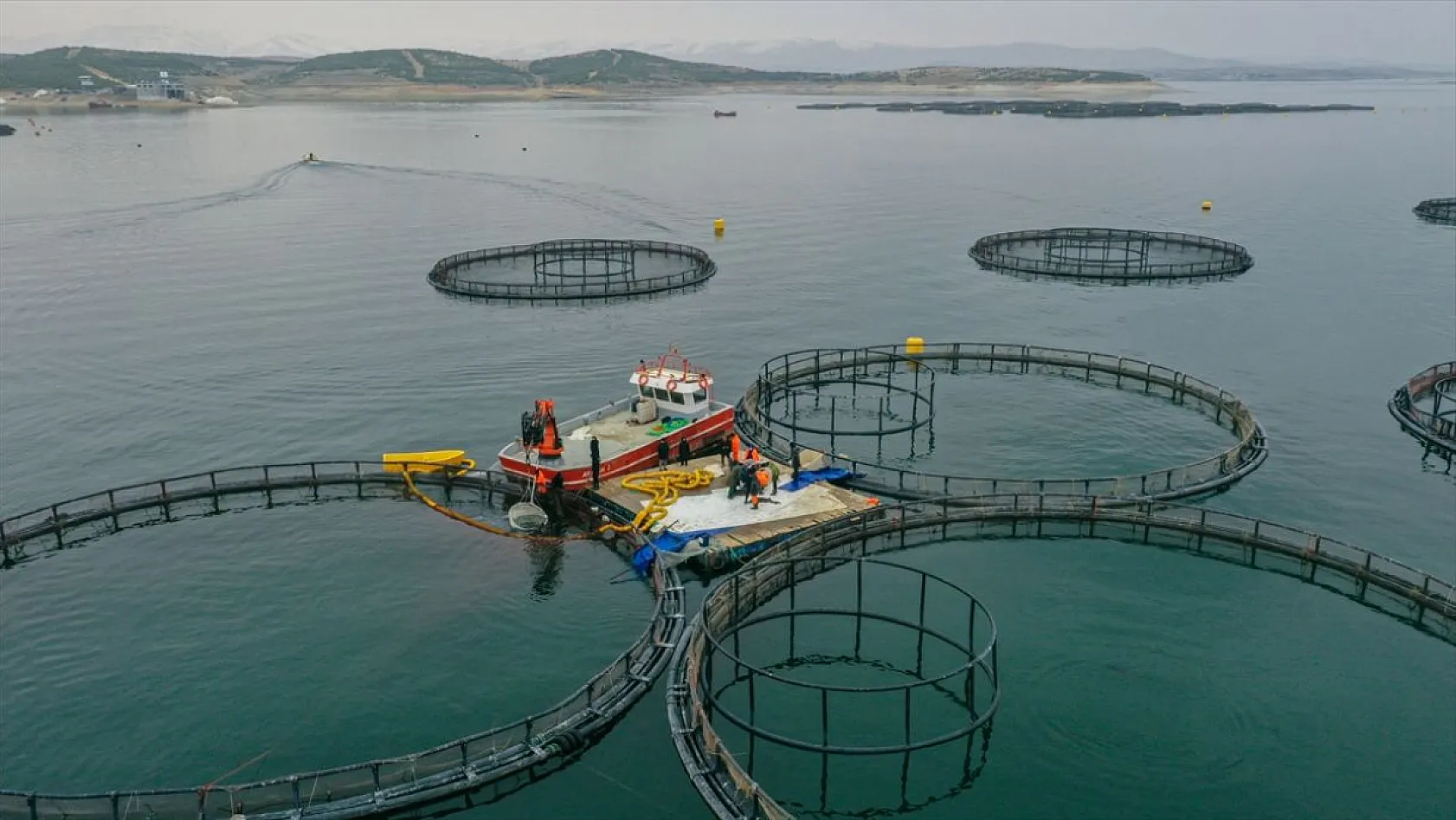 Keban Barajı'nda dev mersin balığı üretimi