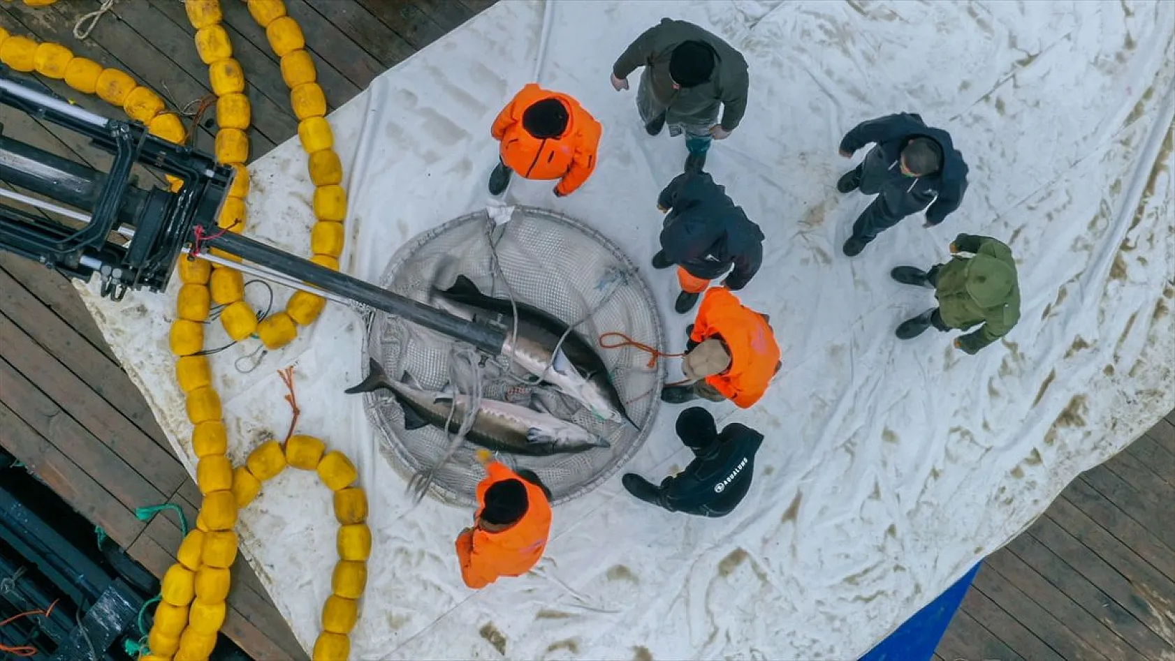 Keban Barajı'nda dev mersin balığı üretimi