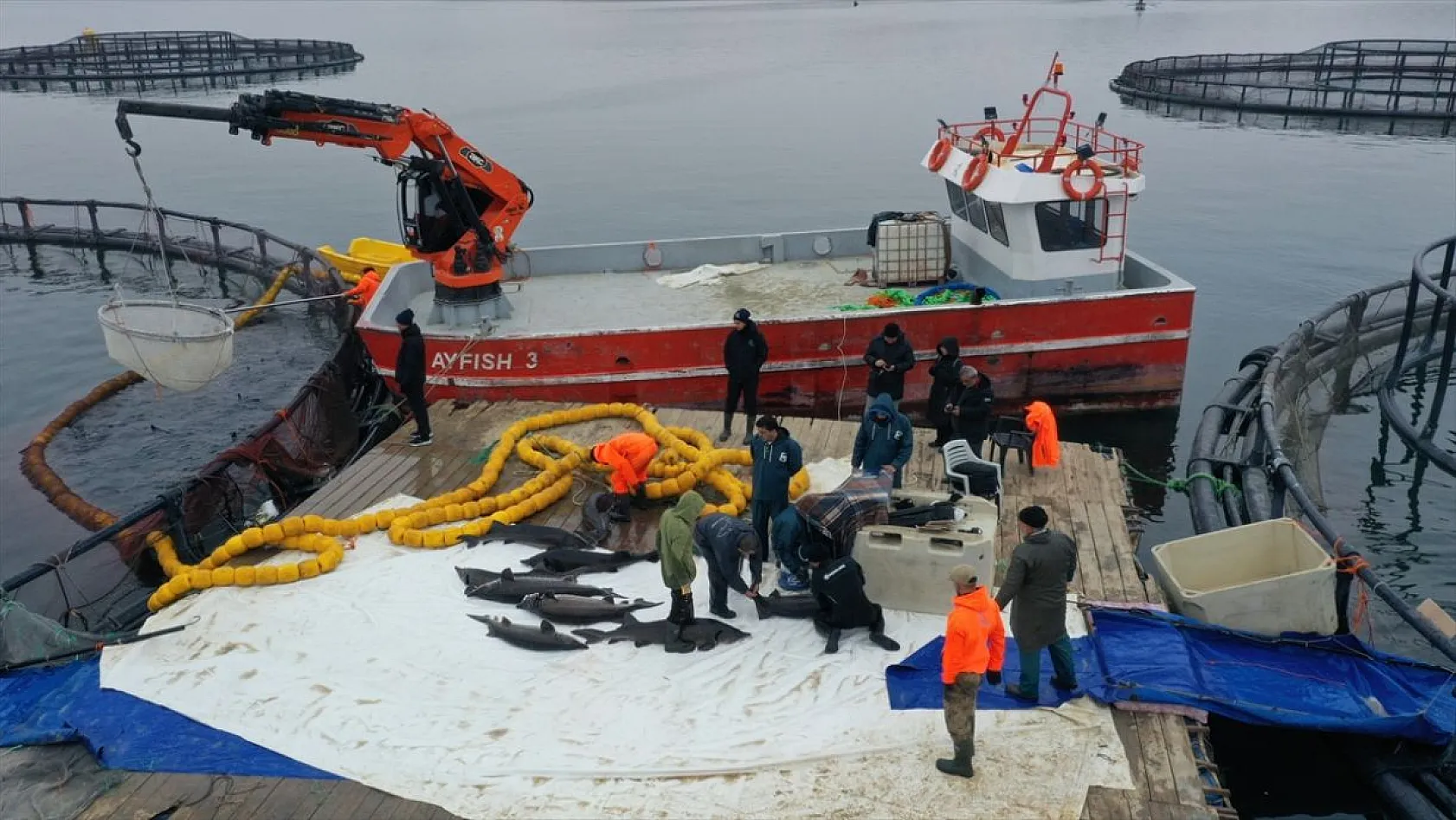 Keban Barajı'nda dev mersin balığı üretimi