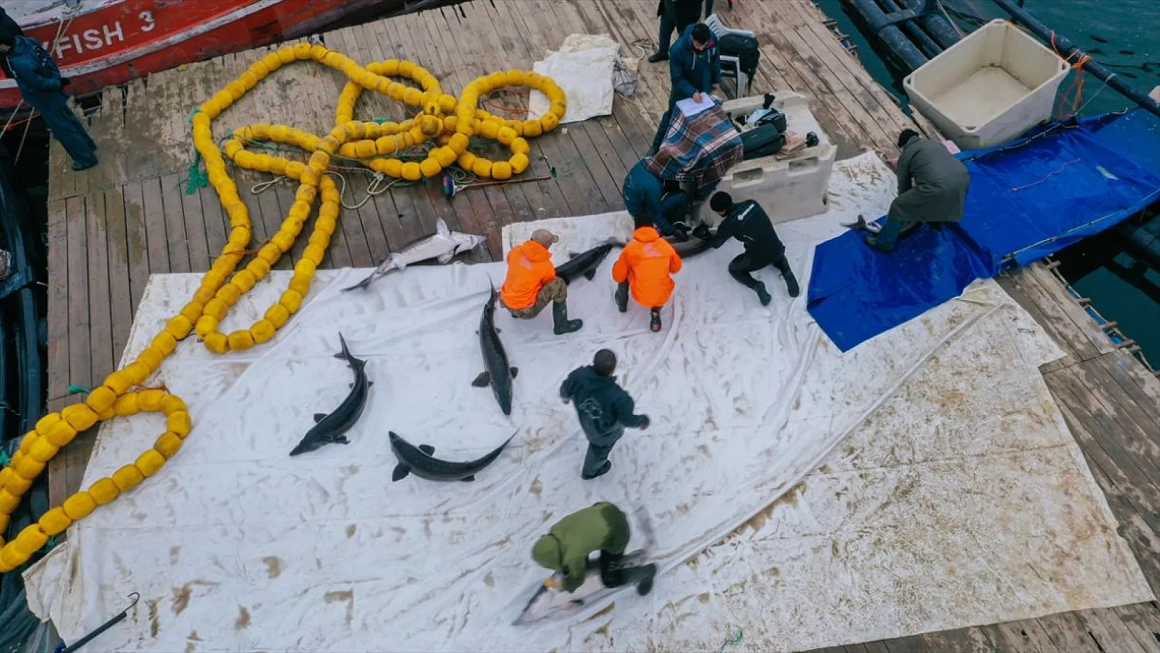 Keban Barajı'nda dev mersin balığı üretimi