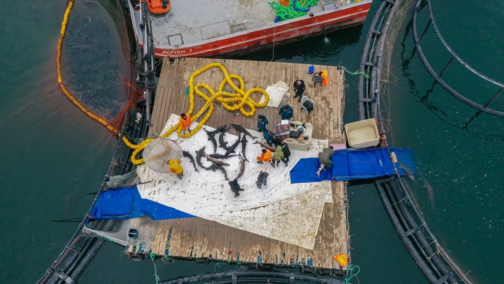 Keban Barajı'nda dev mersin balığı üretimi