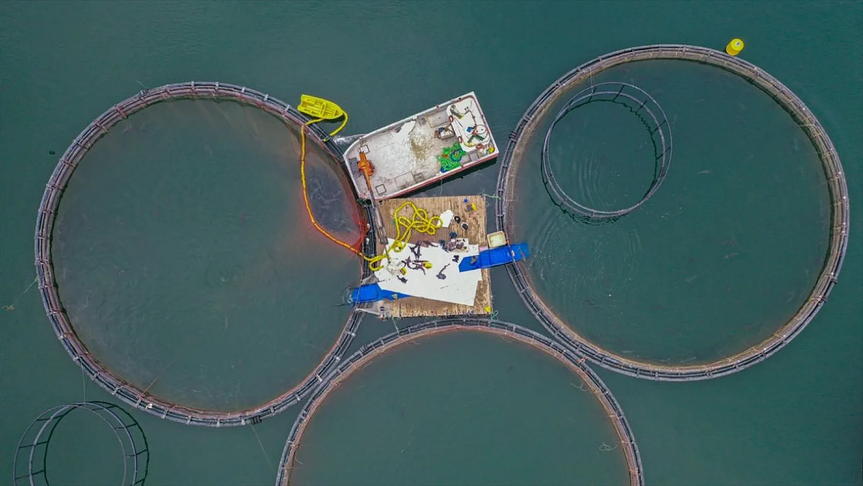 Keban Barajı'nda dev mersin balığı üretimi