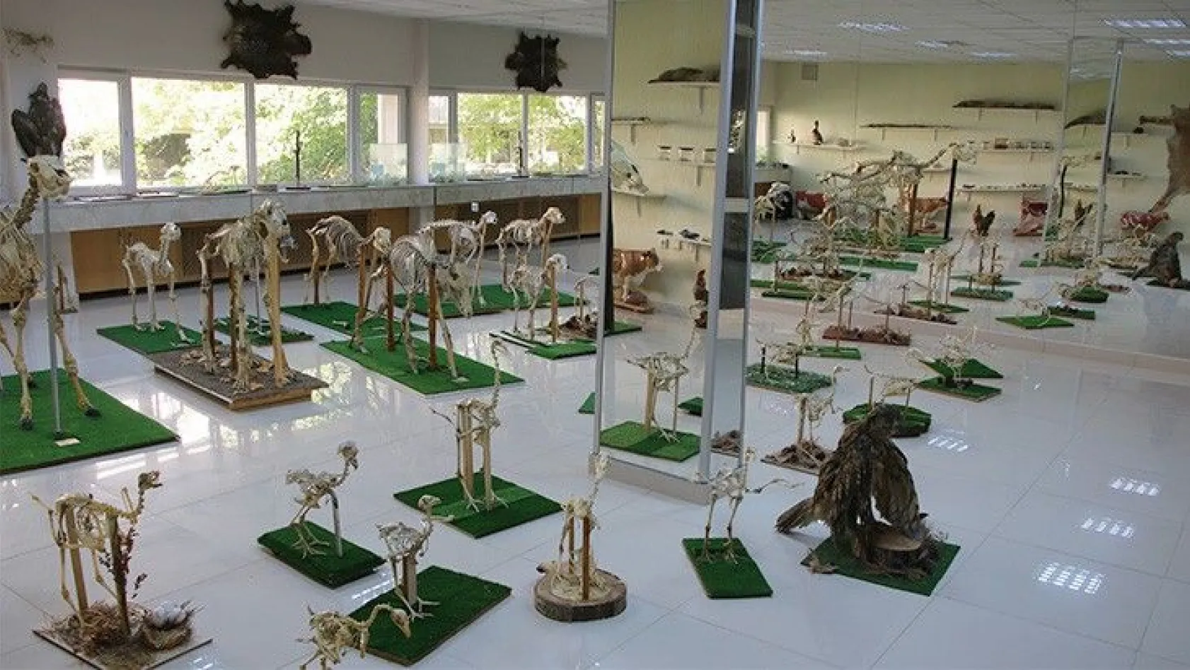 'Anatomi Müzesi' 50'den fazla hayvan türünü içinde barındırıyor