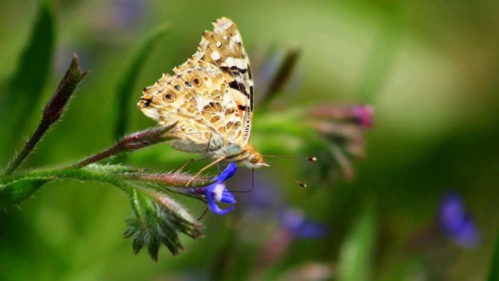 Bingöl'de kelebek göçü