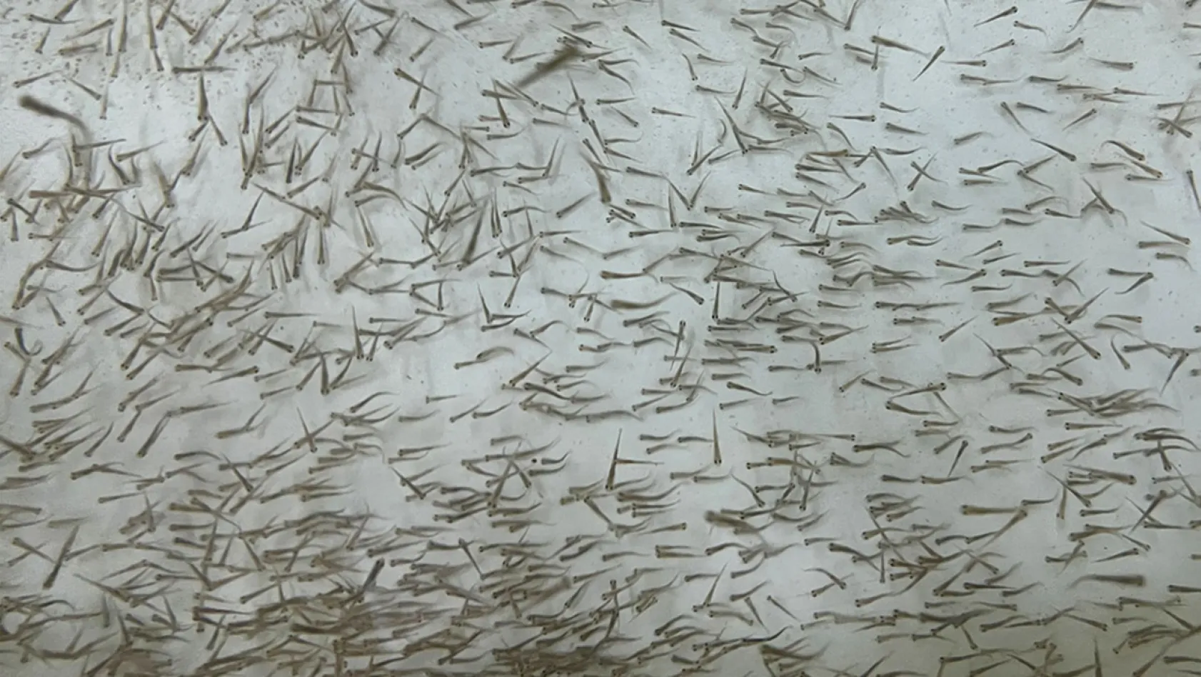 Elazığ'da bu yıl 700 bin siraz balığı yavrusu ekonomiye kazandırılacak