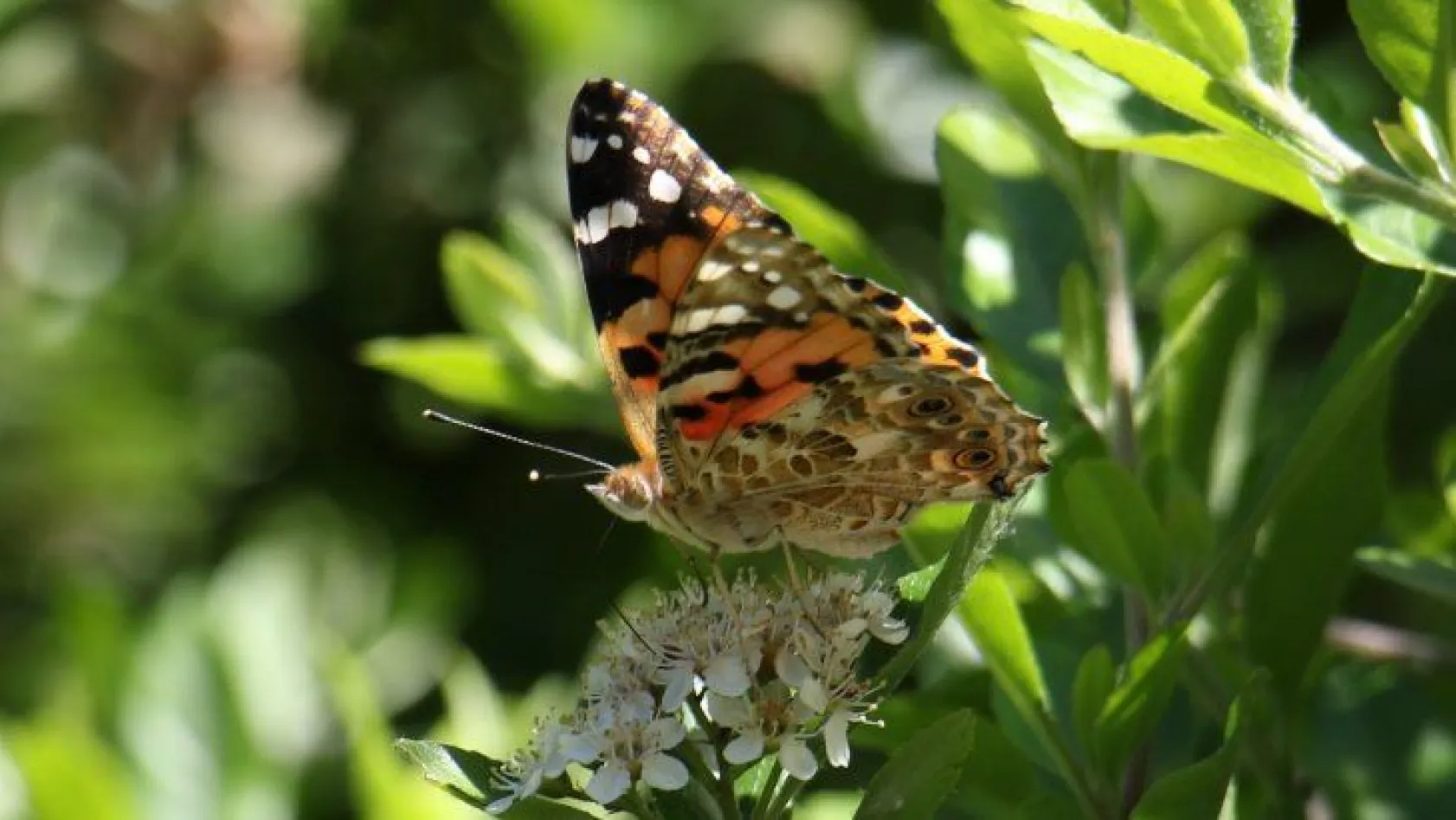 Elazığ'da göç eden kelebeklerden görsel şölen