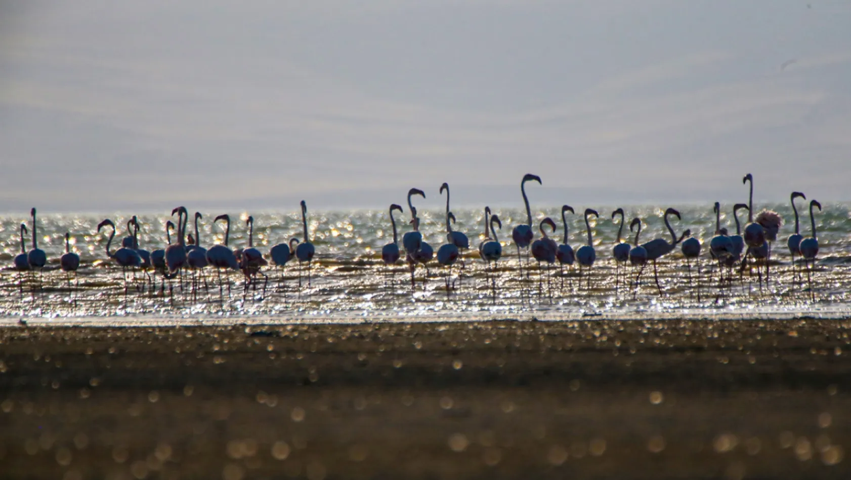 Erçek Gölü flamingoları ağırlıyor