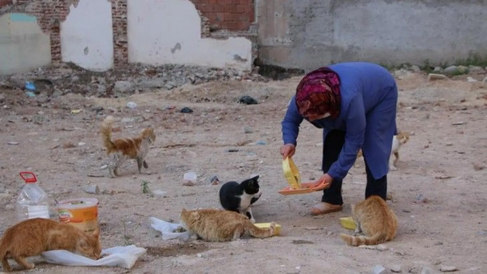 Fatma teyze, 35 kediye anne şefkatiyle bakıyor