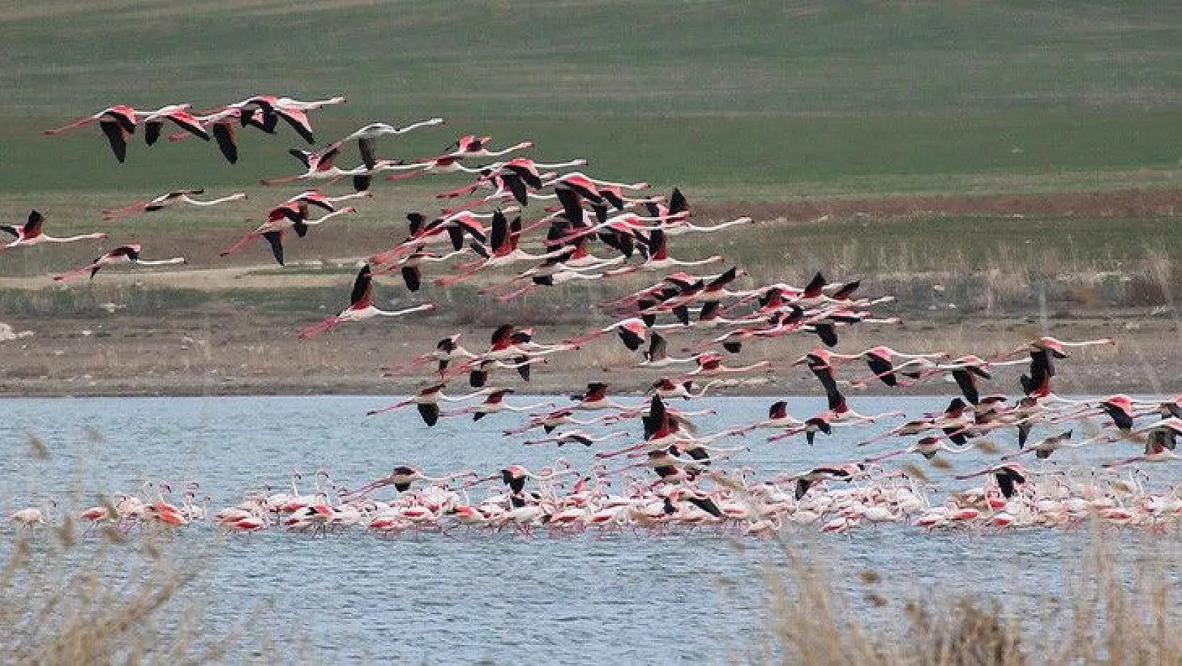 Flamingolar Başkent göletlerindeki yerlerini aldı