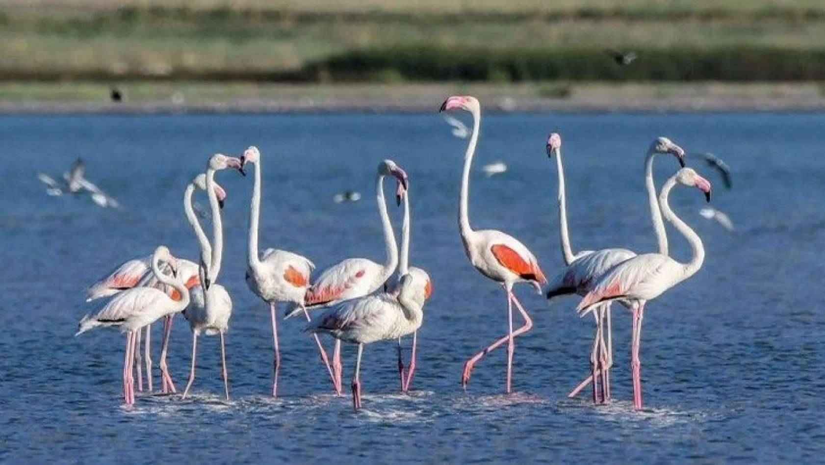 Flamingoların eşsiz dansı