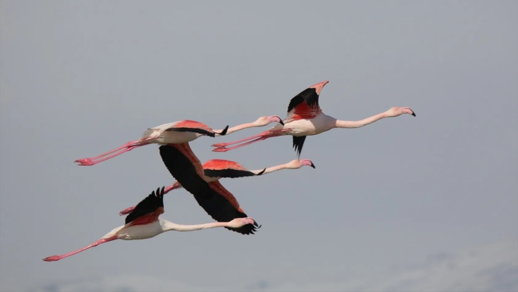 Flamingoların zorlu yolculuğu