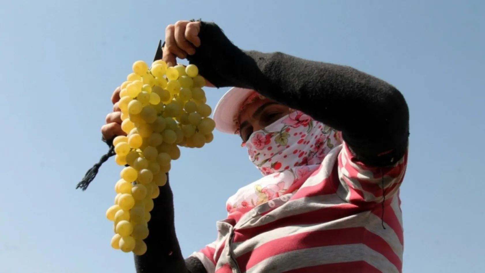 Elazığ'da en 'hoş üzüm' hasadı