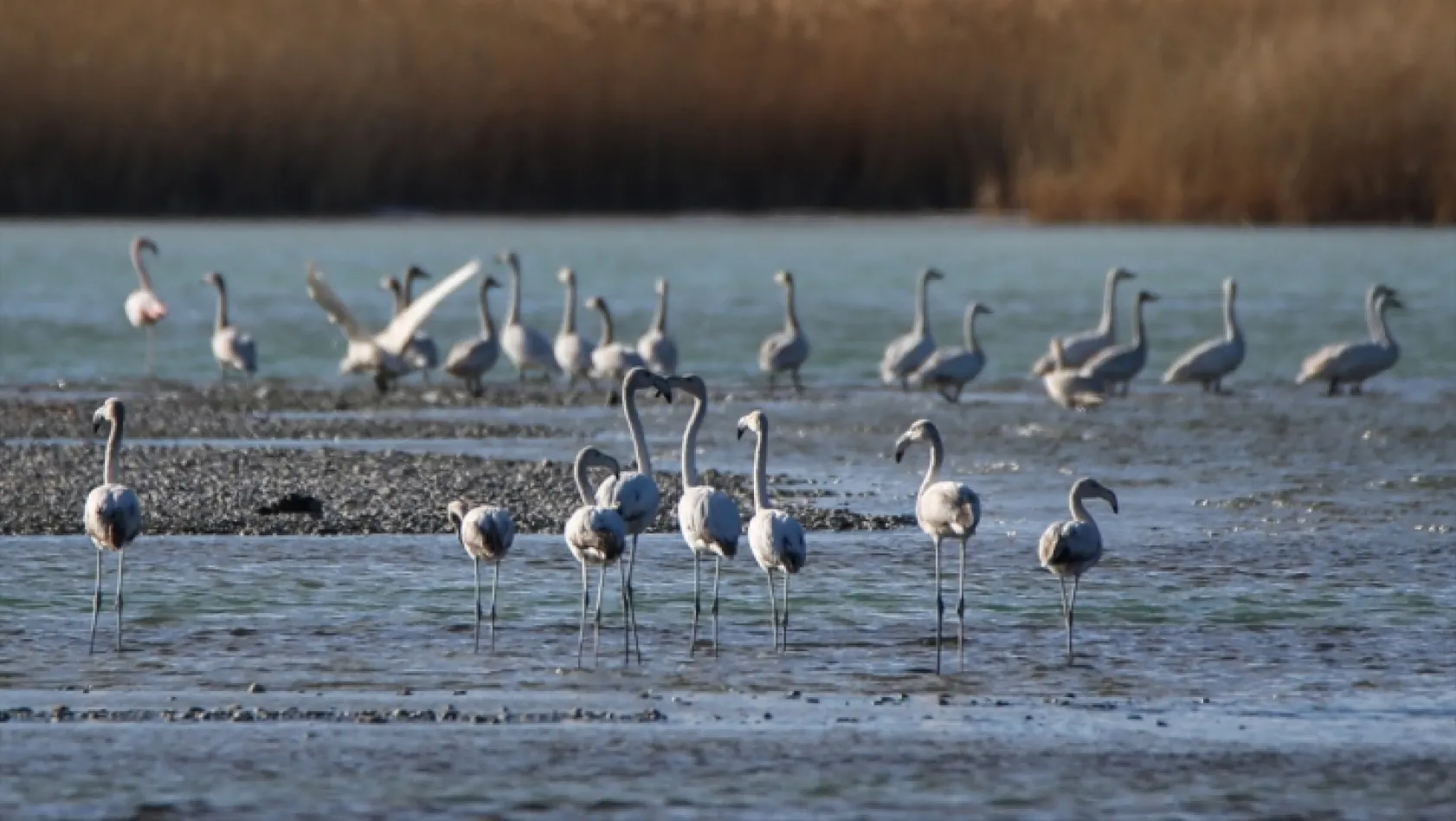 'Kuş cenneti' Van Gölü havzası