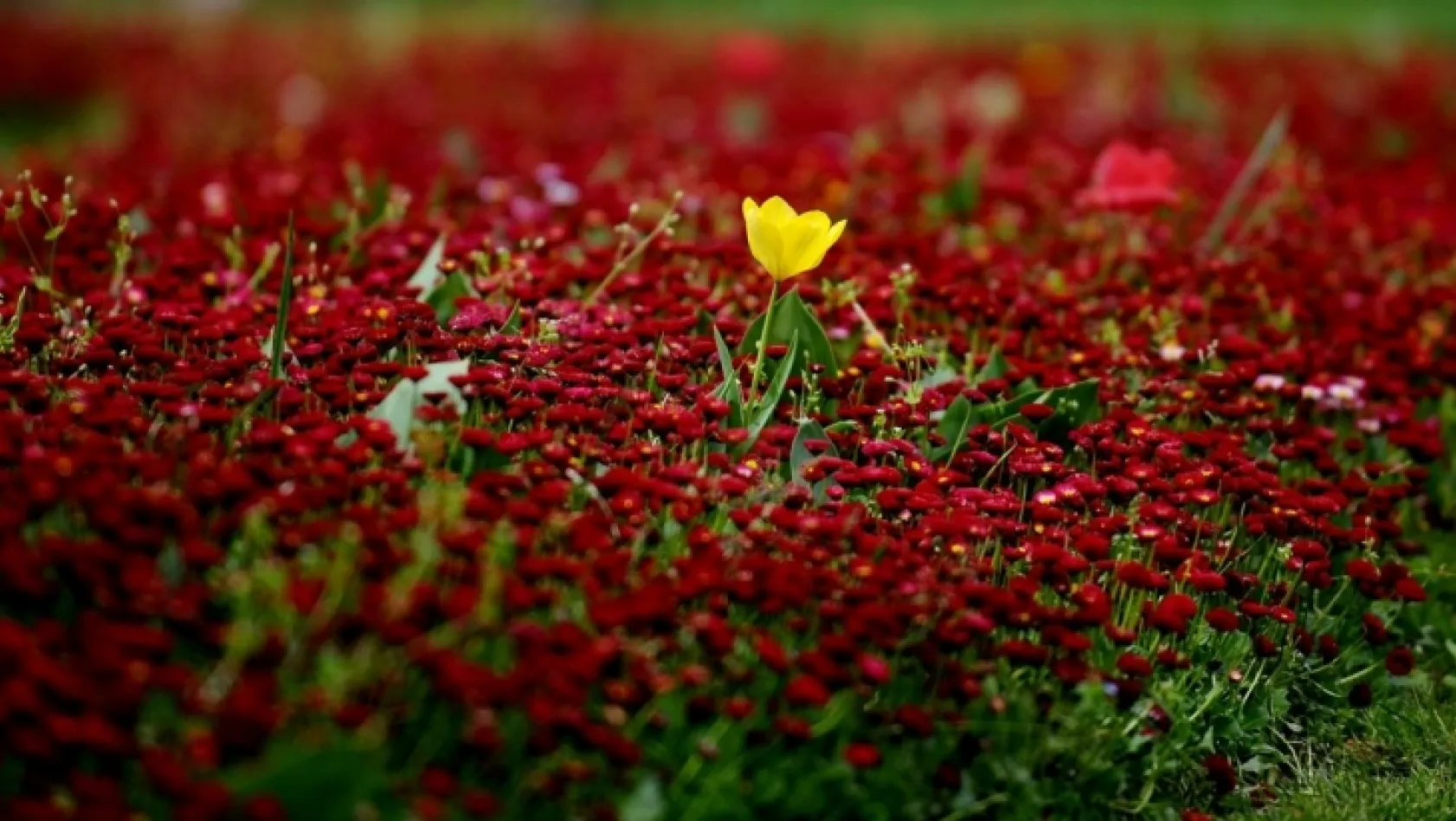 Baharın habercisi milyonlarca lale çiçek açtı