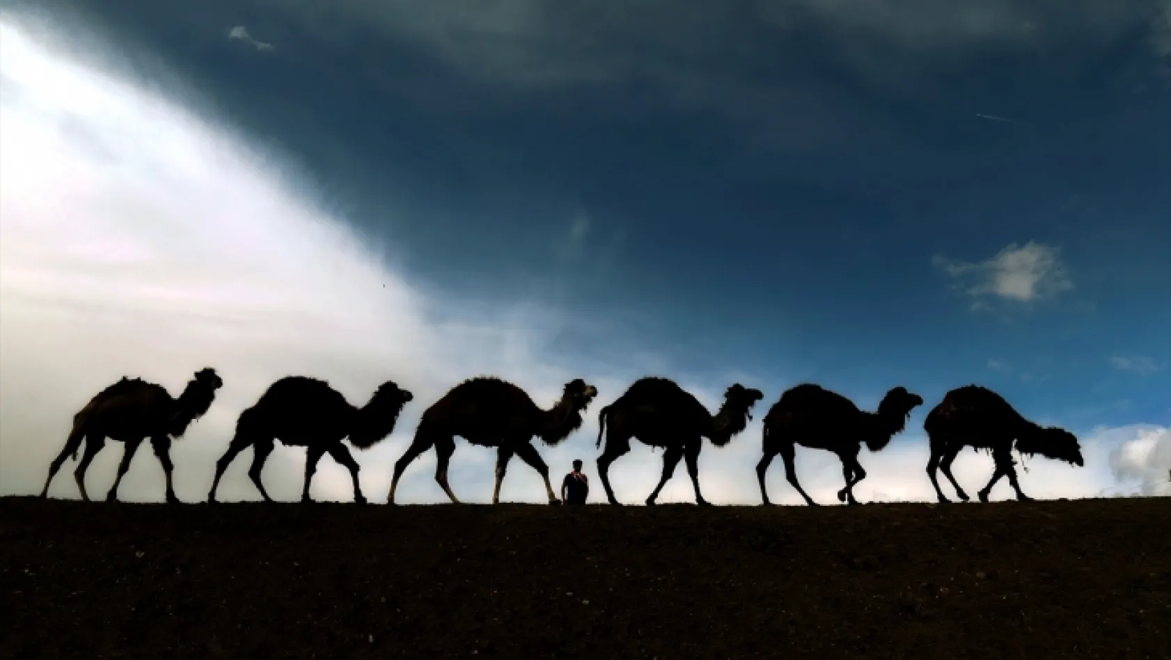Zorlu doğa koşulları develere şampiyonluk getiriyor