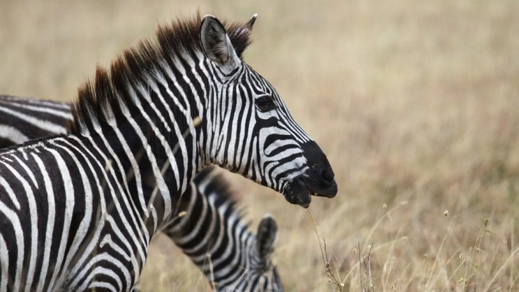 Afrika'da kentin içinde vahşi yaşam