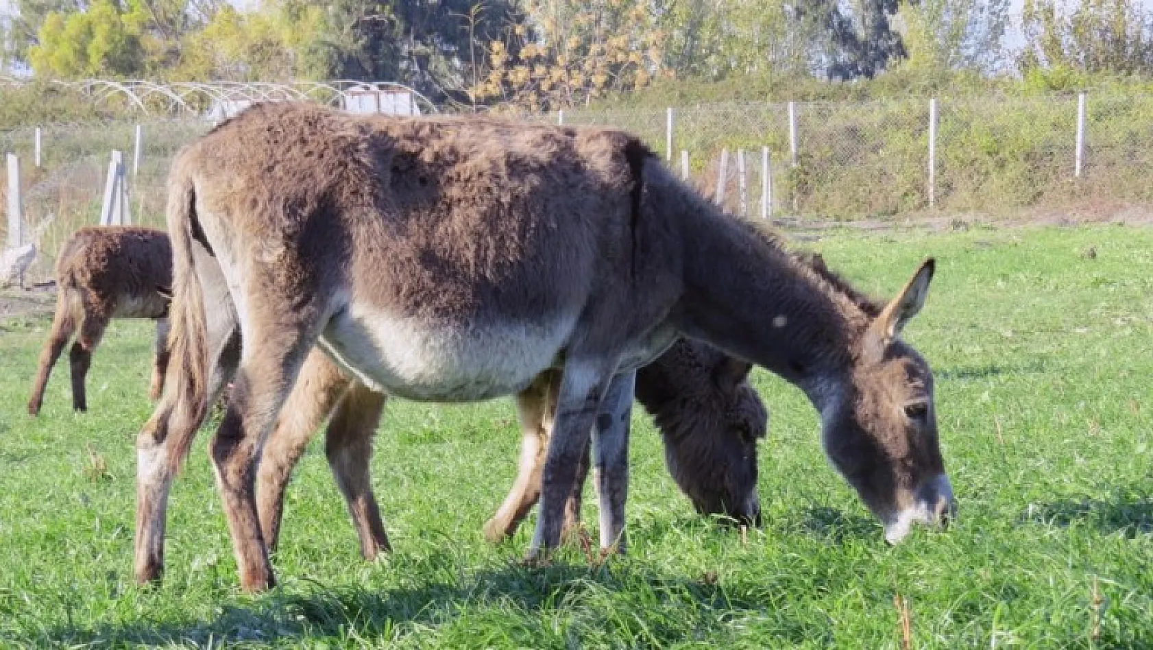 Kanser hastaları için 'Eşek Çiftliği' kurdu