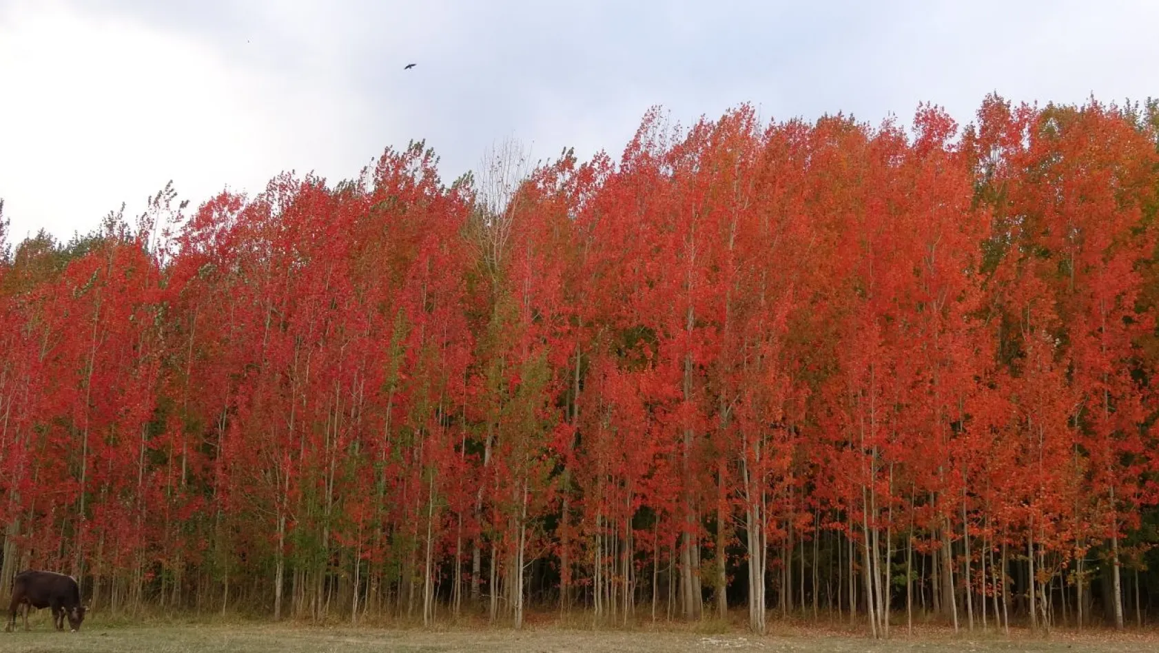 Kırmızıya bürünen ağaçların renk cümbüşü