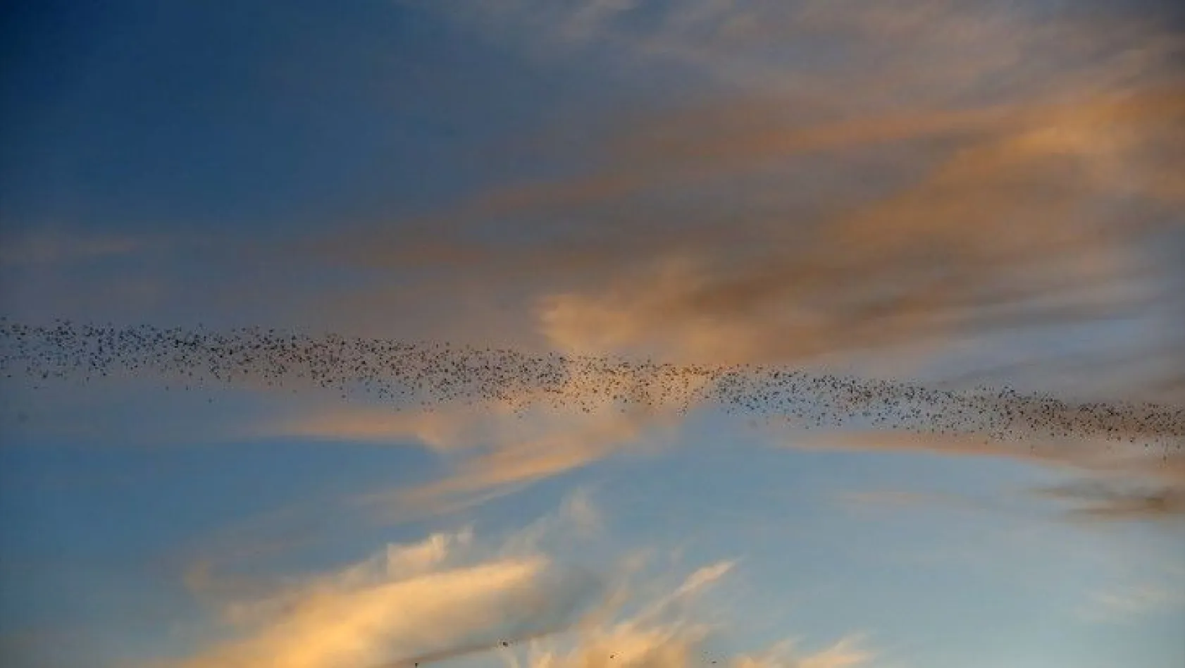 Muş Ovası'ndaki binlerce kuşun göçü kayıt altına alındı