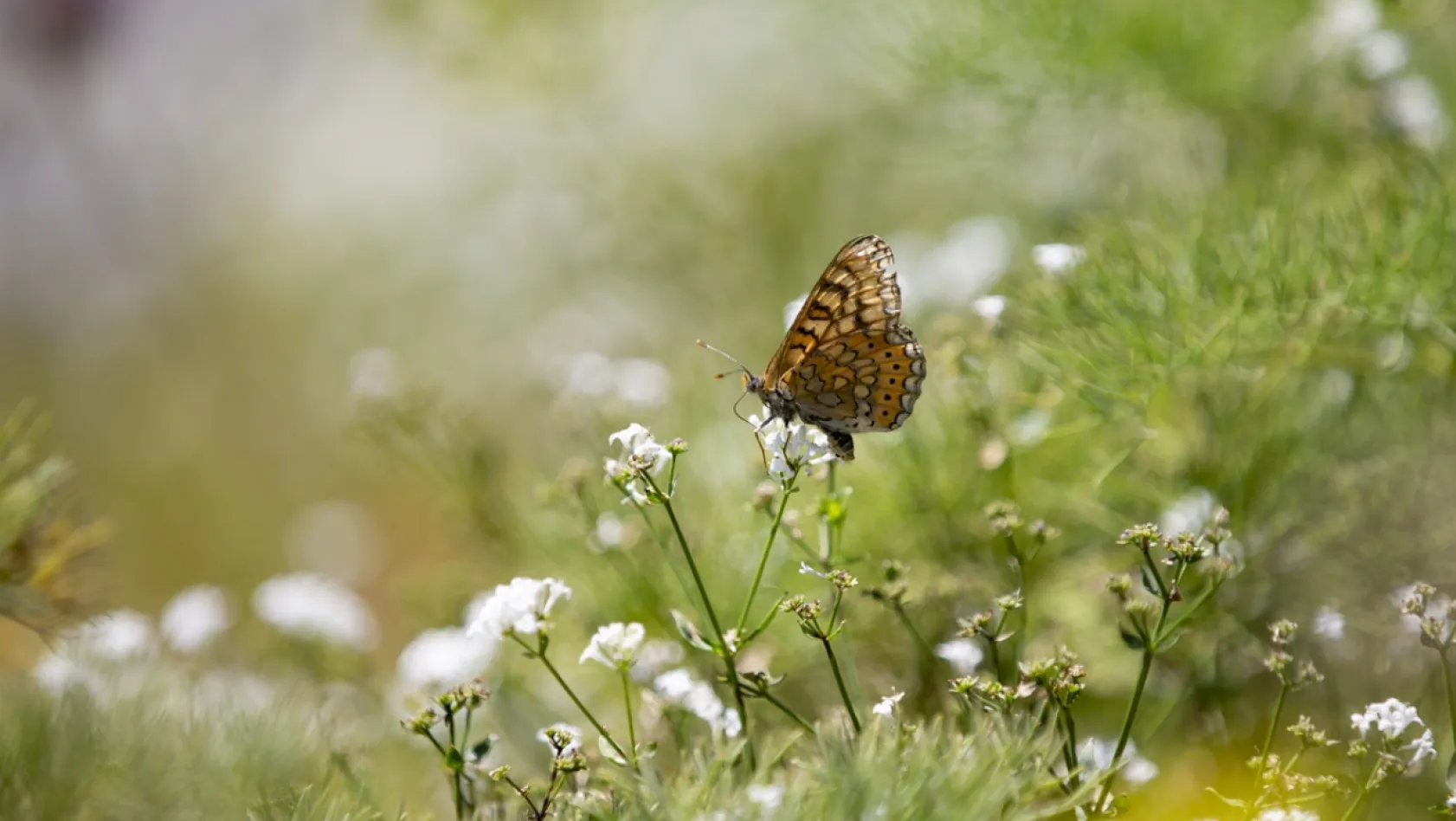Tunceli'de tabiatın yeşermesiyle kelebek türleri de ortaya çıktı