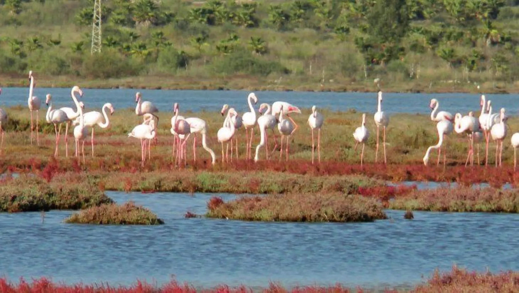 Yüzlerce flamingodan görsel şov