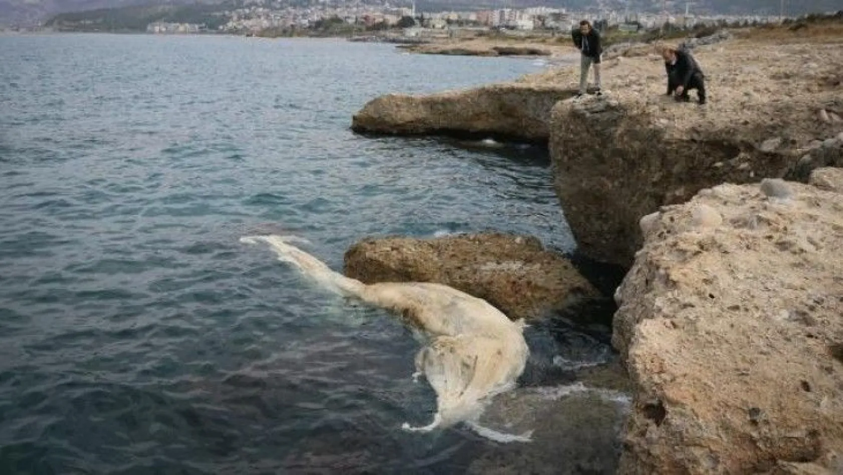 12 metrelik ölü balina yavrusu kıyıya vurdu