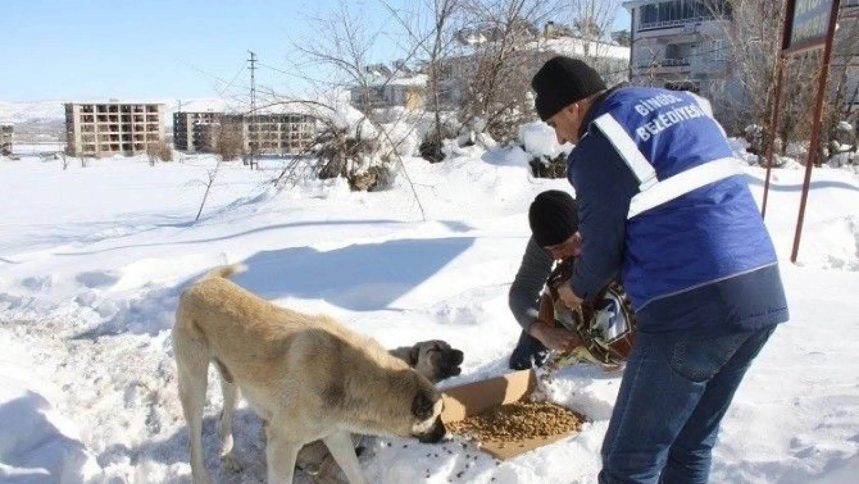 Bingöl Belediyesi, sokak hayvanları için doğaya yem bıraktı
