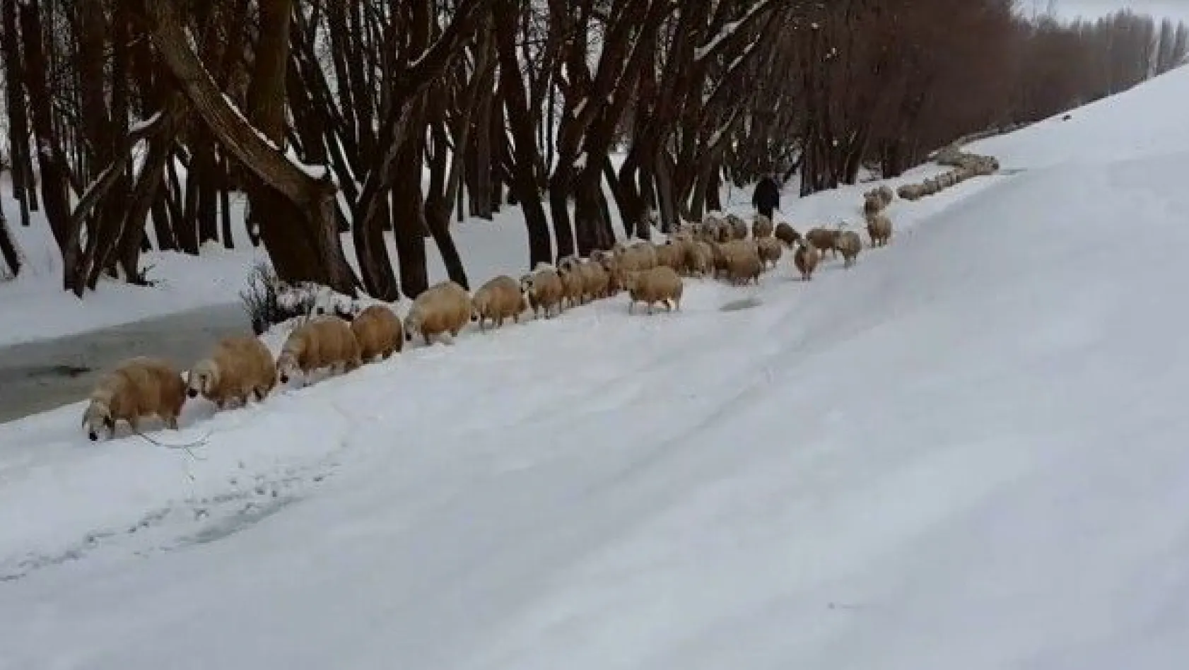 Ağılda mahsur kalan koyunları karla mücadele ekipleri kurtardı

