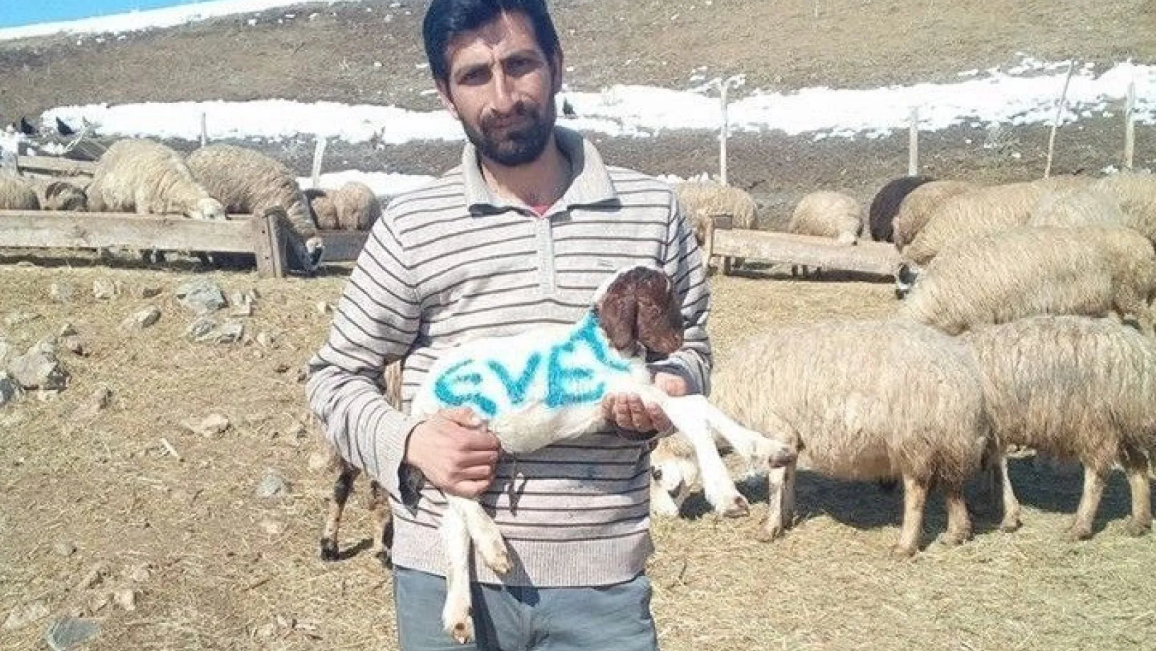 Erzincanlı çoban referandum oyunu kuzusunun üzerine yazdı
