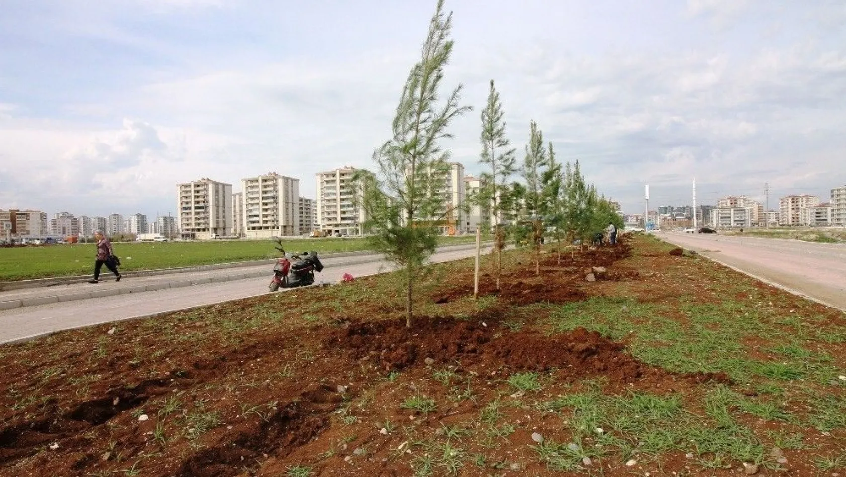 Bağlar Belediyesi refüjleri ağaçlandırıyor
