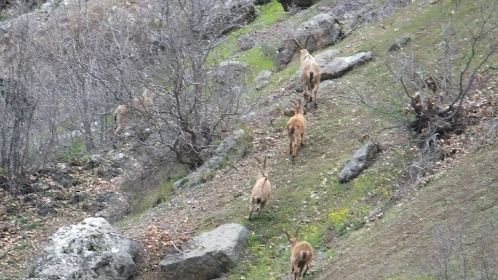 (Cumartesi geçilecek) Yaban keçileri sürü halinde görüntülendi
